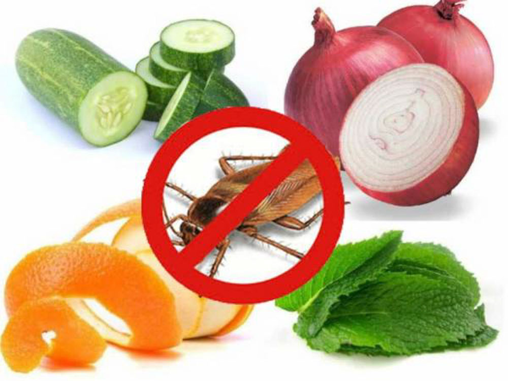 14 cách trị gián trong tủ bếp hiệu quả tận gốc